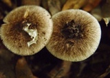 Amanita fuliginea image