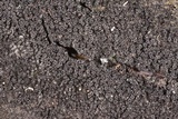 Acanthonitschkea argentinensis image