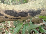 Acanthonitschkea argentinensis image