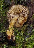 Descolea recedens image