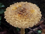 Amanita flavofloccosa image