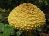 Amanita flavofloccosa image