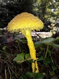 Amanita flavofloccosa image