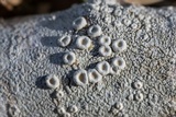 Ochrolechia africana image