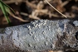 Ochrolechia africana image