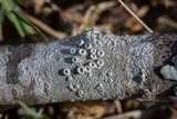 Ochrolechia africana image
