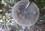Amanita griseofolia image