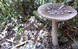 Amanita griseofolia image