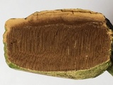 Ganoderma curtisii image