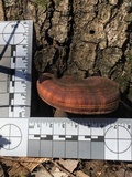 Ganoderma curtisii image