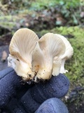 Sarcomyxa serotina image