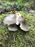 Sarcomyxa serotina image