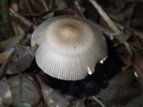 Amanita battarrae image