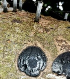Camillea leprieurii image