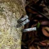Camillea leprieurii image