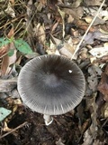 Amanita atrofusca image