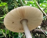 Amanita atrofusca image