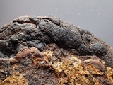 Jackrogersella multiformis image