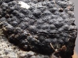 Jackrogersella multiformis image