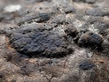 Jackrogersella multiformis image
