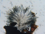 Jackrogersella multiformis image