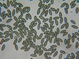 Jackrogersella multiformis image