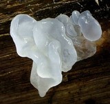 Tremella fuciformis image