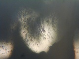 Jackrogersella multiformis image