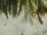 Jackrogersella multiformis image