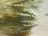 Jackrogersella multiformis image