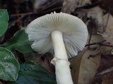 Amanita esculenta image