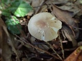 Amanita esculenta image