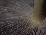 Amanita griseofolia image