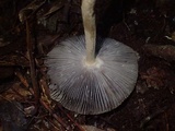 Amanita griseofolia image