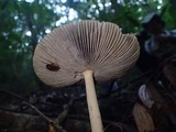 Amanita griseofolia image