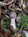 Amanita griseoverrucosa image