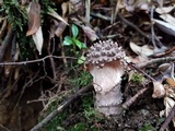 Amanita griseoverrucosa image