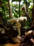 Amanita gymnopus image