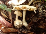 Amanita gymnopus image
