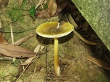 Amanita hamadae image