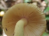 Amanita hamadae image
