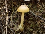 Amanita hamadae image