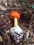 Amanita hemibapha image