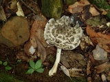 Amanita zangii image