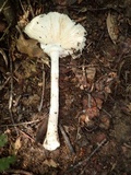 Amanita zangii image