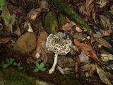 Amanita zangii image