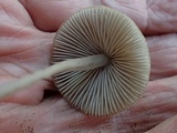 Mycena metata image
