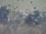 Mycena metata image