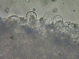 Mycena metata image
