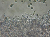 Mycena metata image